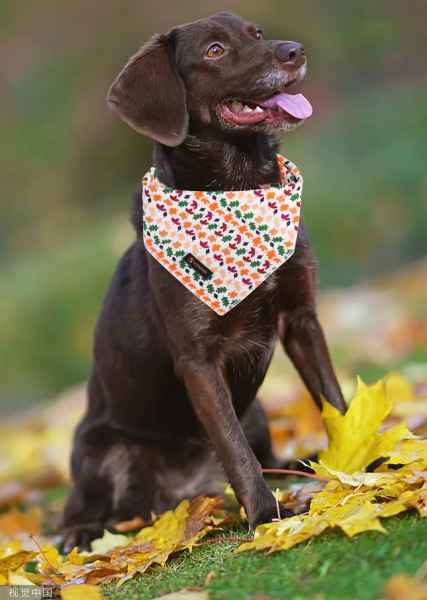 Bandana / skarelė šuniui