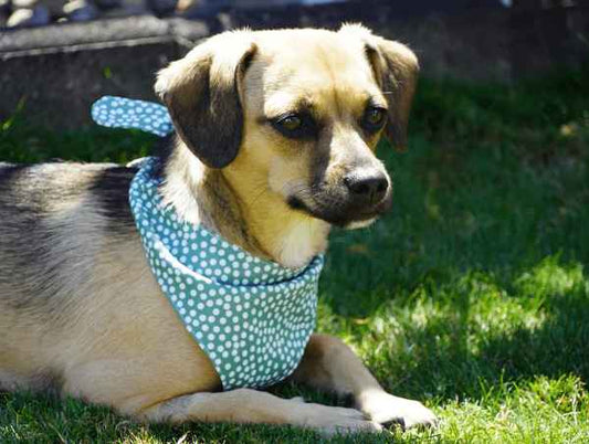 Bandana / skarelė šuniui